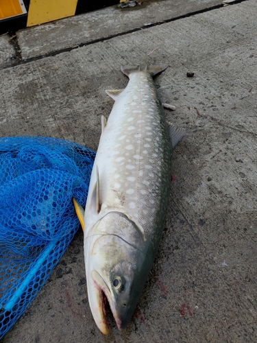 アメマスの釣果