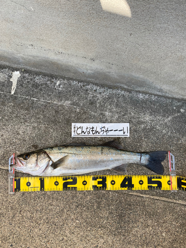 シーバスの釣果