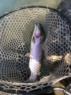 ヤシオマスの釣果