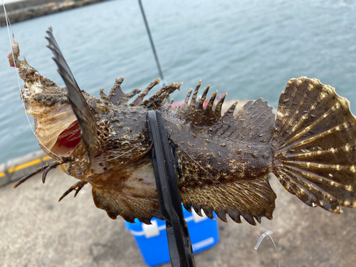 オニオコゼの釣果