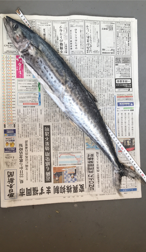 サワラの釣果