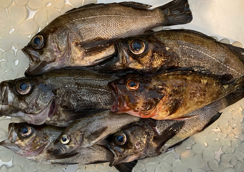 メバルの釣果