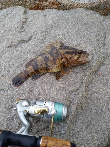 タケノコメバルの釣果