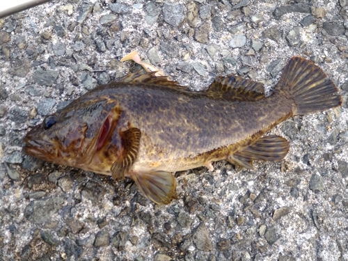 ムラソイの釣果