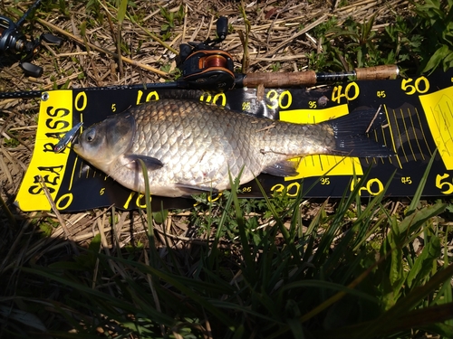 ヘラブナの釣果