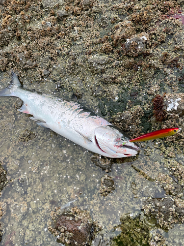 サクラマスの釣果