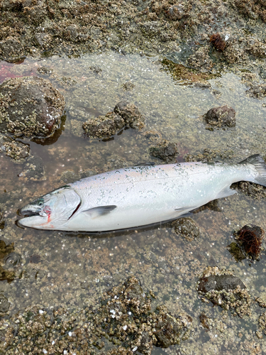 サクラマスの釣果