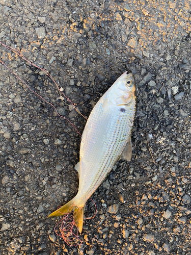 コノシロの釣果