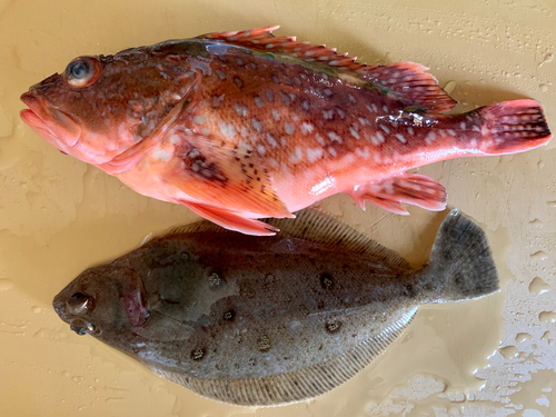 カサゴの釣果