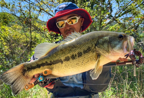 ブラックバスの釣果