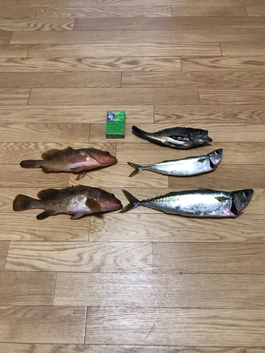 アコウの釣果