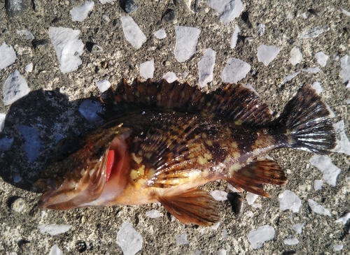 カサゴの釣果