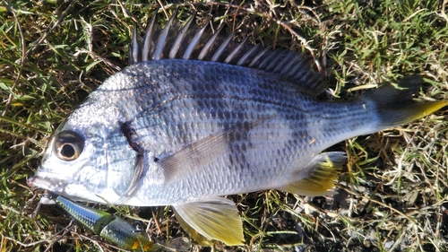 キビレの釣果