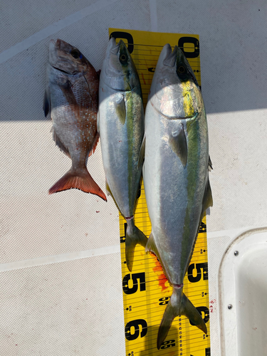 メジロの釣果