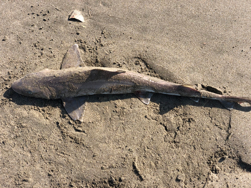 ドチザメの釣果