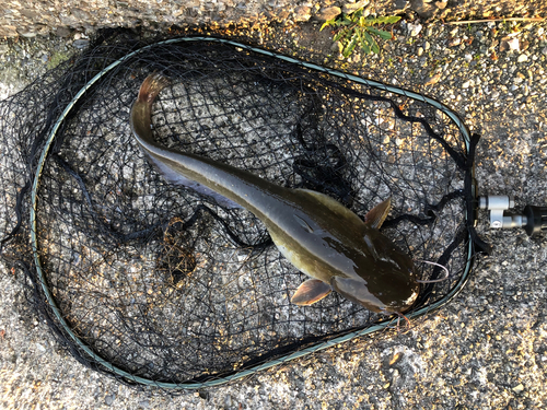 ナマズの釣果