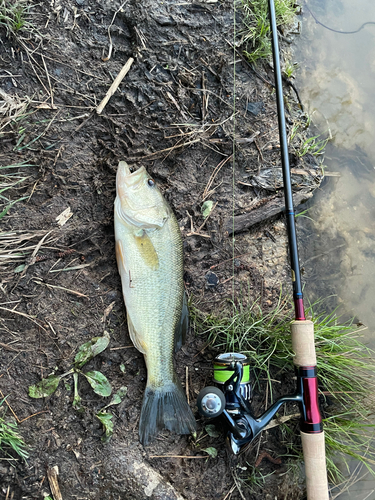 ブラックバスの釣果