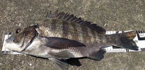 チヌの釣果