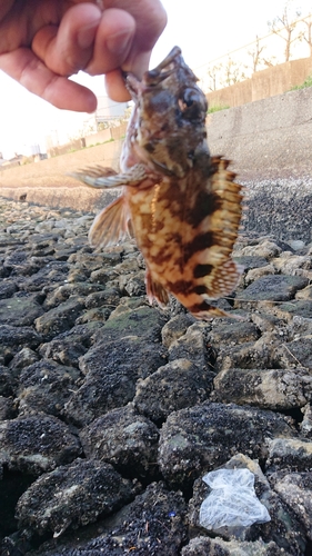 カサゴの釣果