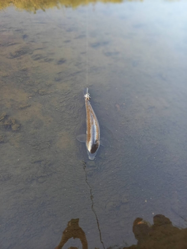 コイの釣果