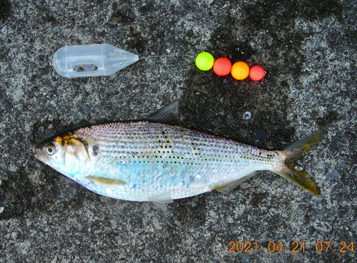 コノシロの釣果