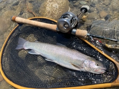 イワナの釣果