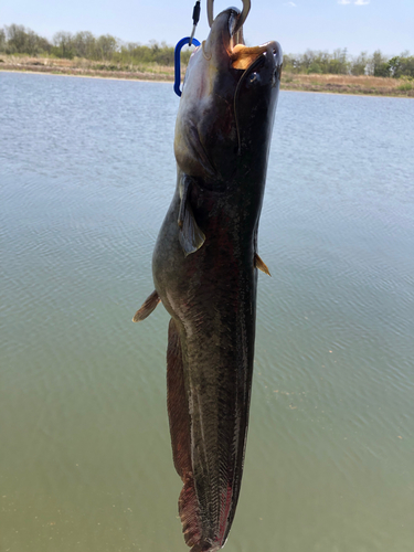 ナマズの釣果