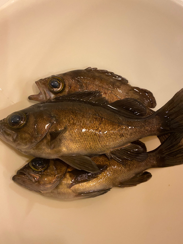 シロメバルの釣果