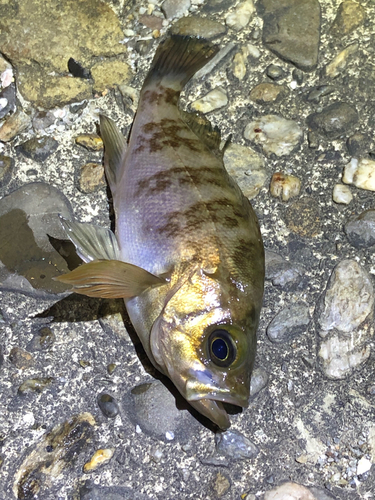 メバルの釣果