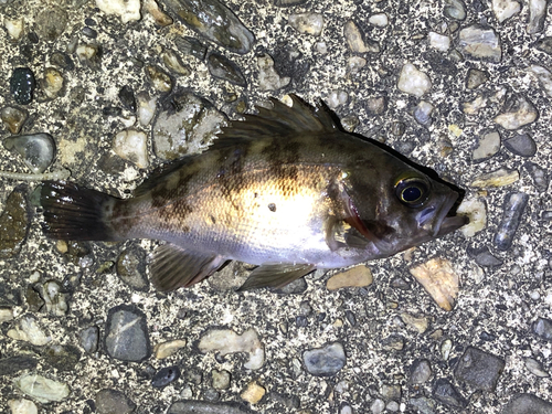 メバルの釣果