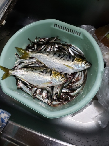 カタクチイワシの釣果