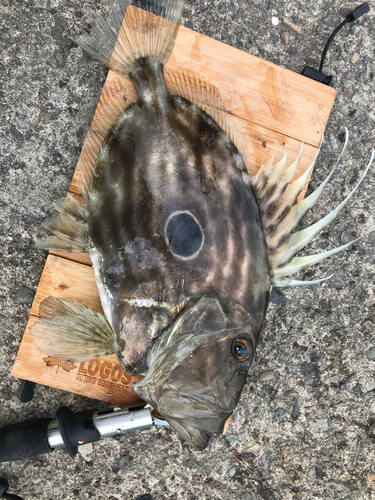 マトウダイの釣果