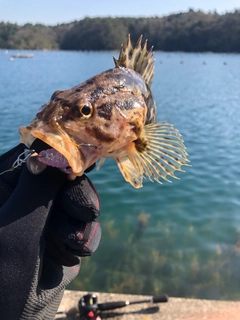 タケノコメバルの釣果