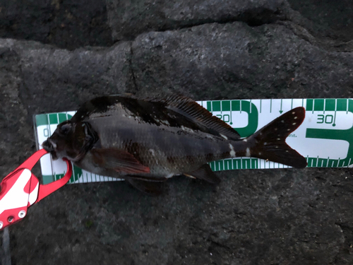 タカノハダイの釣果