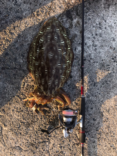 コウイカの釣果