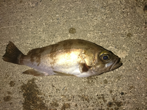 メバルの釣果