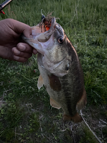 ラージマウスバスの釣果