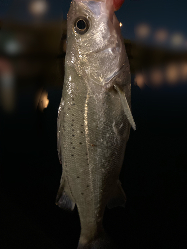 タイリクスズキの釣果