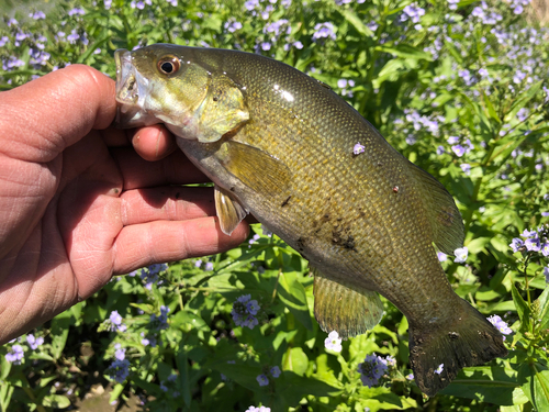 スモールマウスバスの釣果