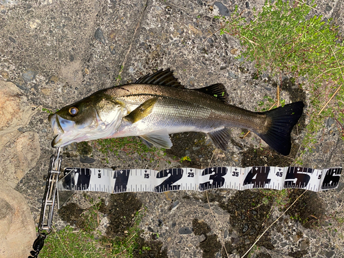 セイゴ（マルスズキ）の釣果