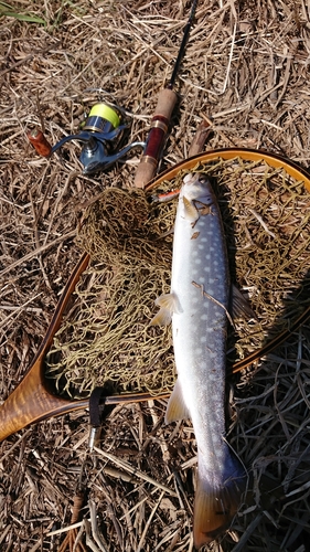 アメマスの釣果