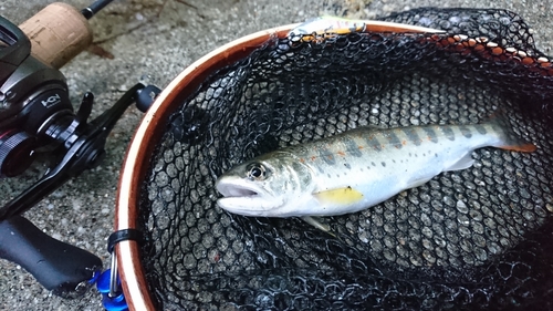 アマゴの釣果