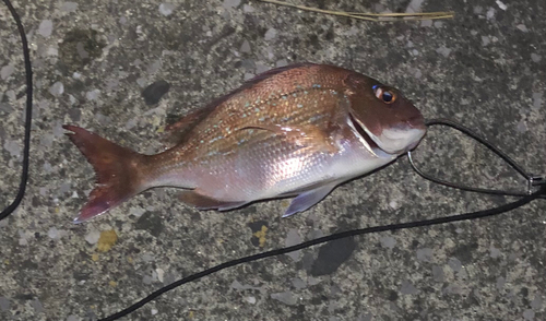 マダイの釣果