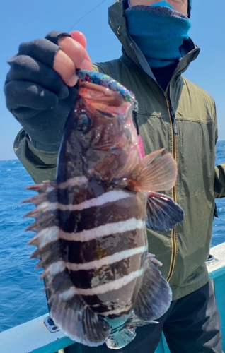 マハタの釣果