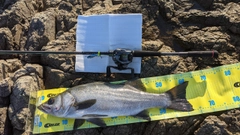 ヒラスズキの釣果