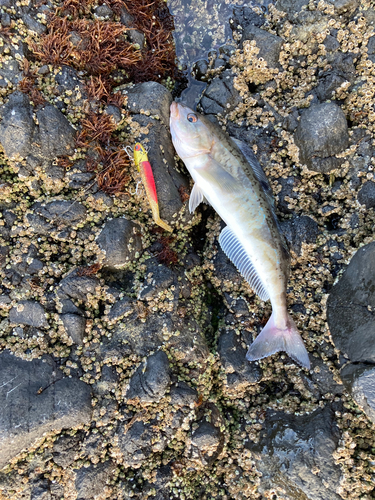 ホッケの釣果