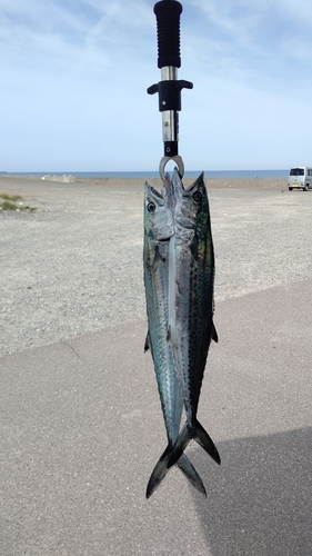 サゴシの釣果