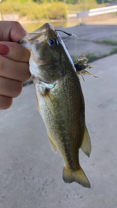 ブラックバスの釣果