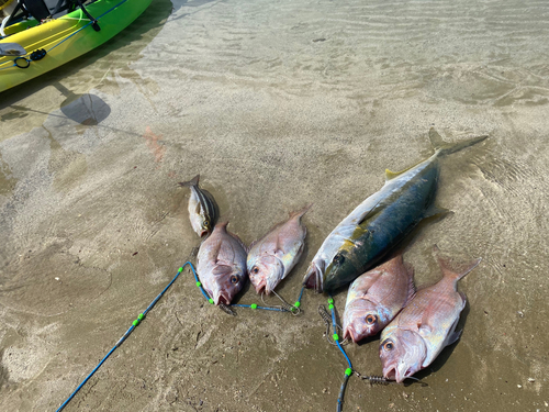 ヒラマサの釣果