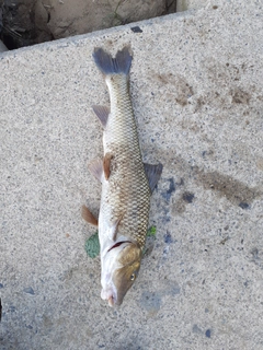 ニゴイの釣果